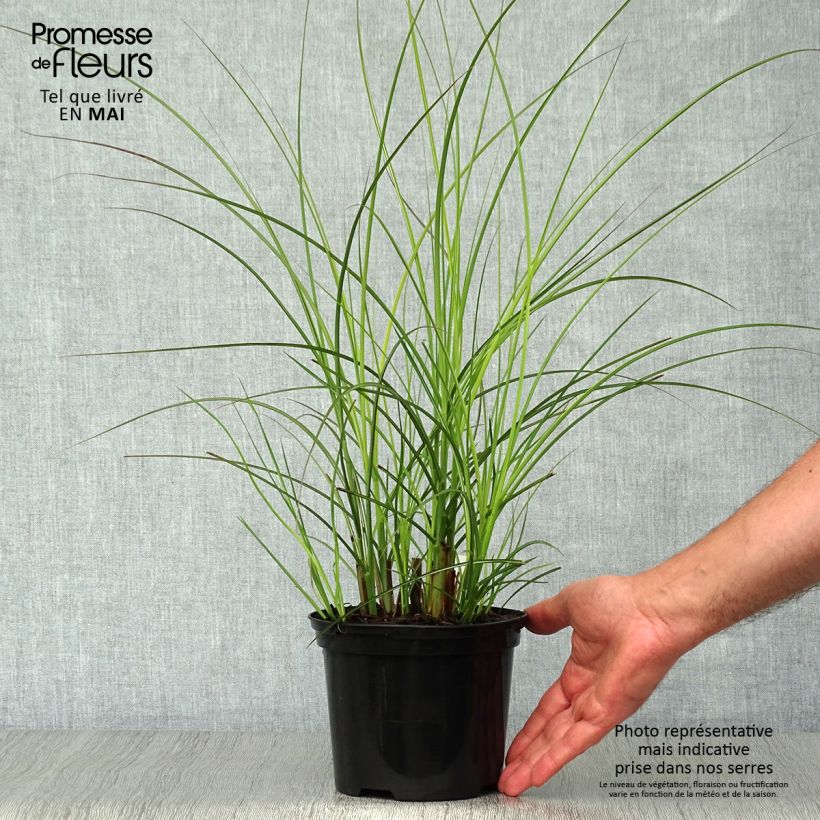 Miscanthus sinensis Gracillimus Vaso da 2L/3L esemplare consegnato in primavera