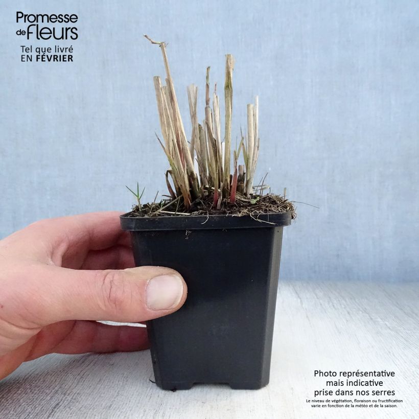 Miscanthus sinensis Graziella Vasetto da 8/9 cm esemplare consegnato in inverno