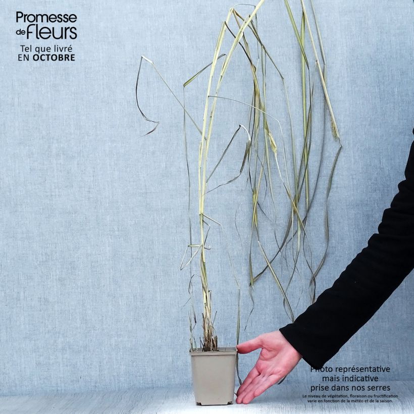Esemplare di Miscanthus sinensis Kaskade Vasetto da 8/9 cm come consegnato in autunno