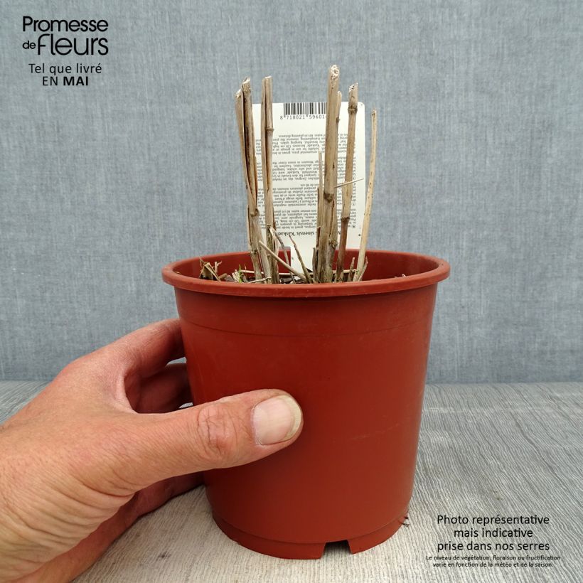 Miscanthus sinensis Kaskade Vaso da 1L/1,5L esemplare consegnato in primavera