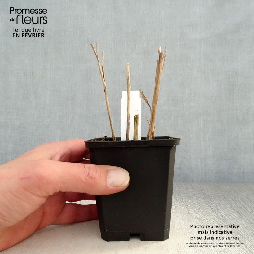 Miscanthus sinensis Kleine Fontäne Vasetto da 8/9 cm esemplare consegnato in inverno