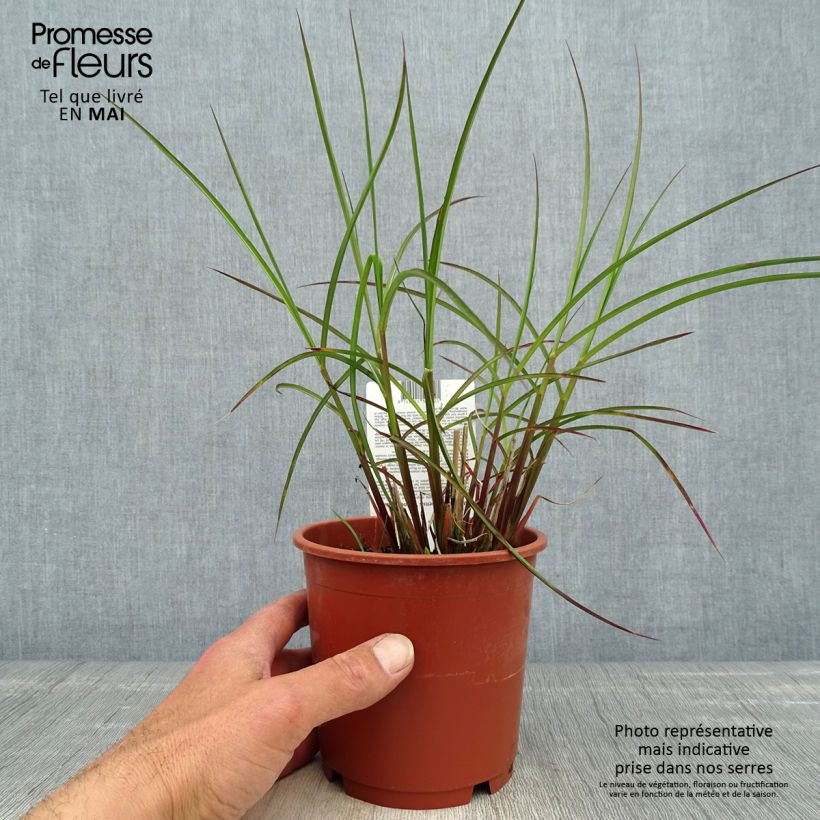 Miscanthus sinensis Kleine Fontäne Vaso da 1L/1,5L esemplare consegnato in primavera