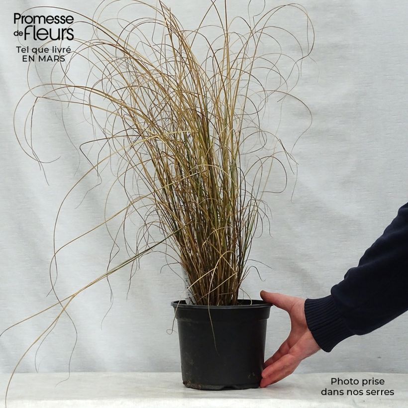 Miscanthus sinensis Kleine Fontäne Vaso da 3L/4L esemplare consegnato in primavera