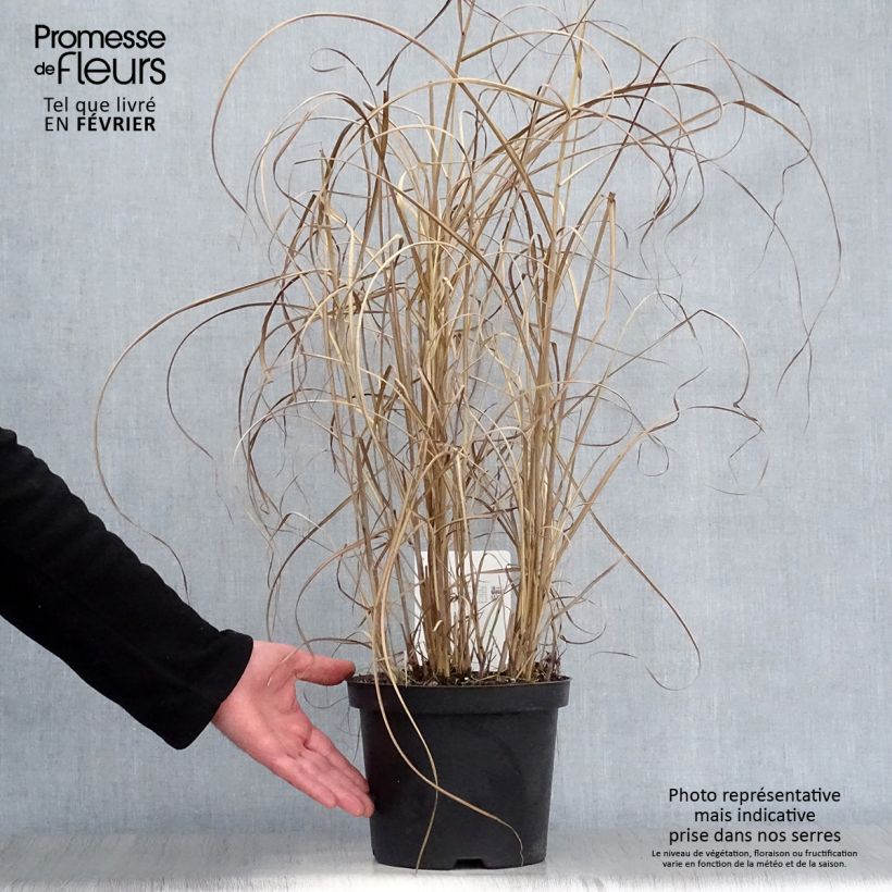 Miscanthus sinensis Kleine Fontäne Vaso da 3L/4L esemplare consegnato in inverno