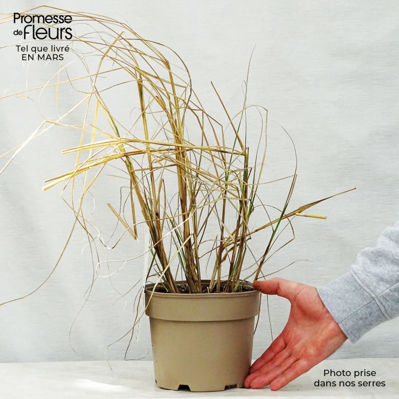 Miscanthus sinensis Kleine Silberspinne Vaso da 4L/5L esemplare consegnato in primavera