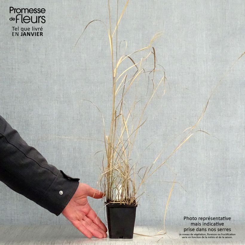 Miscanthus sinensis Kleine Silberspinne Vasetto da 8/9 cm esemplare consegnato in inverno