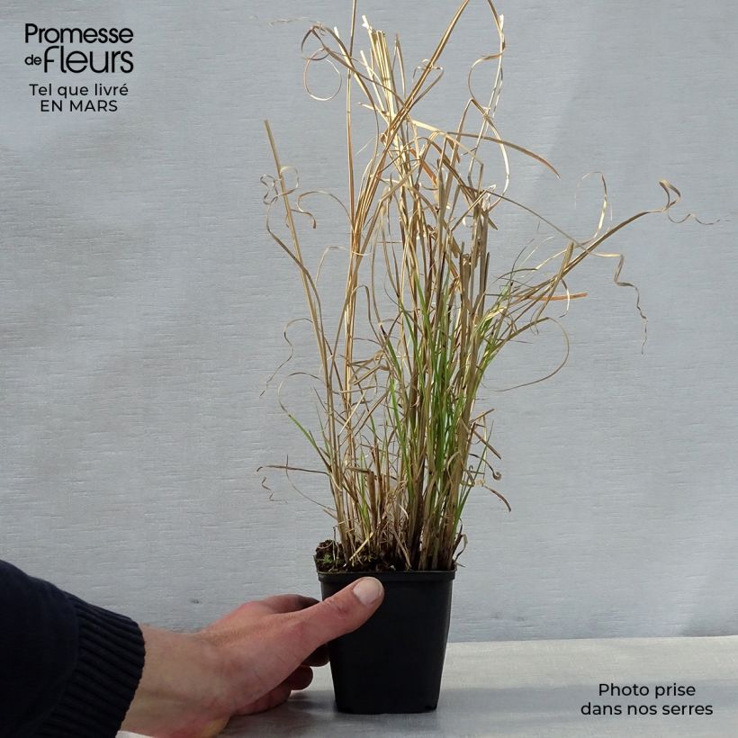 Miscanthus sinensis Kleine Silberspinne Vasetto da 8/9 cm esemplare consegnato in primavera