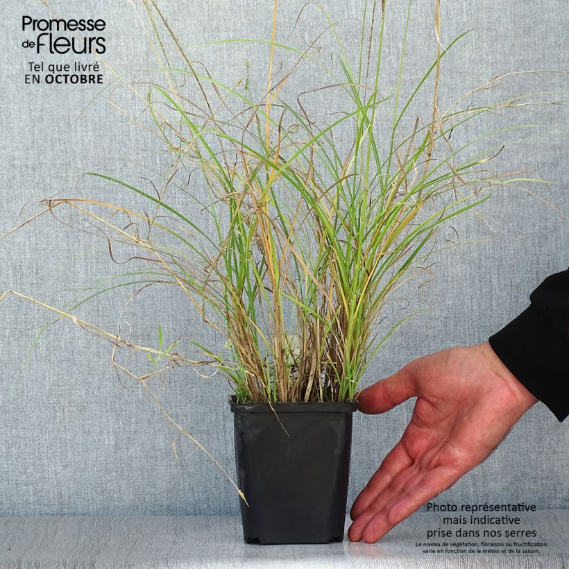 Esemplare di Miscanthus sinensis Kleine Silberspinne Vasetto da 8/9 cm come consegnato in autunno