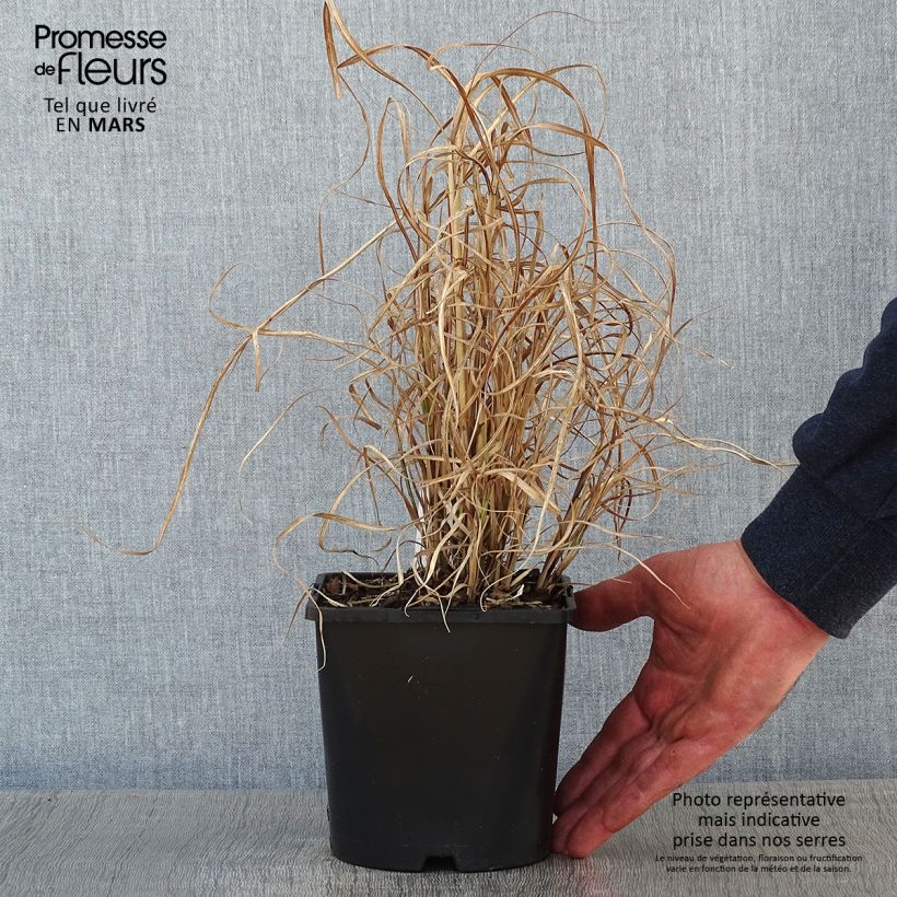 Miscanthus sinensis Little Zebra Vaso da 2L/3L esemplare consegnato in inverno