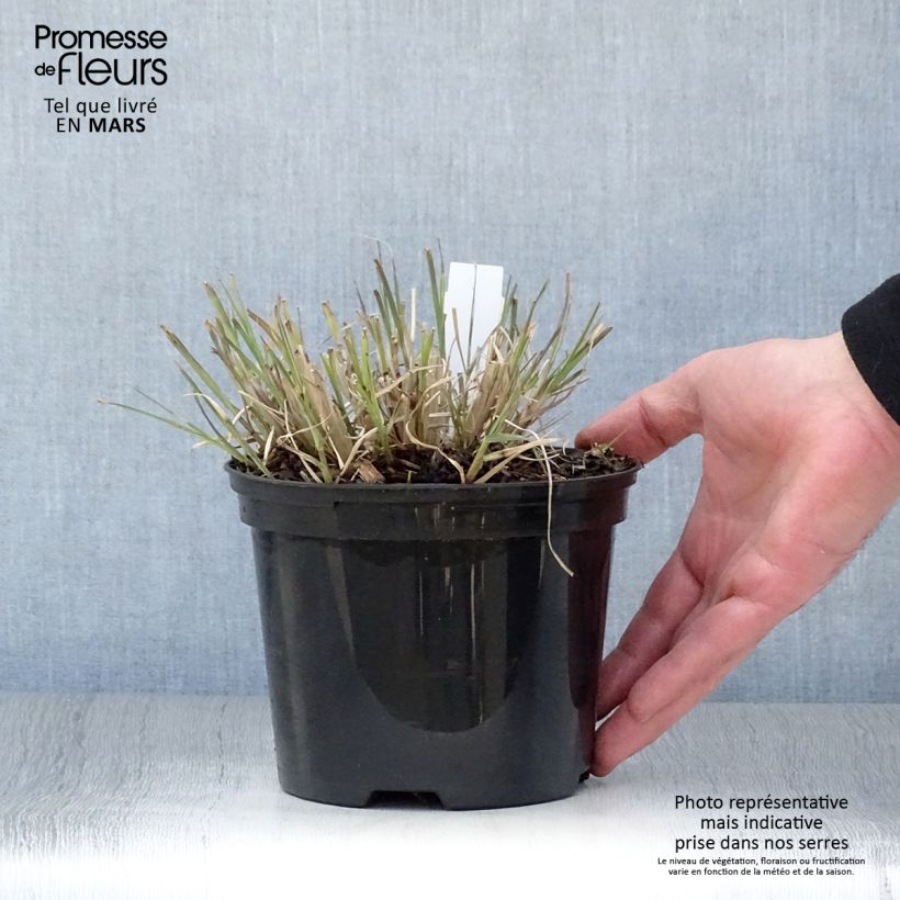 Miscanthus sinensis Little Zebra Vaso da 2L/3L esemplare consegnato in primavera