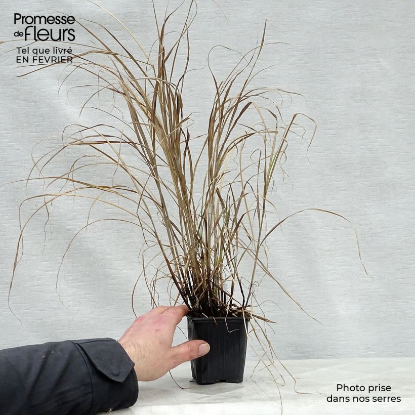 Miscanthus sinensis Little Zebra Vasetto da 8/9 cm esemplare consegnato in inverno