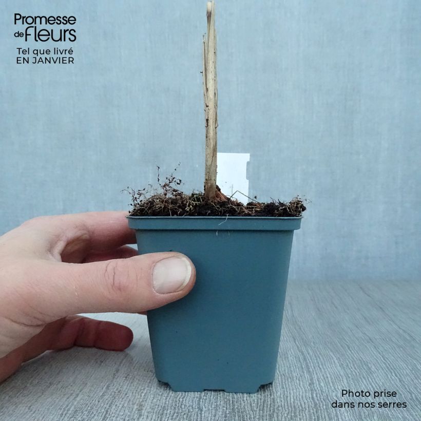 Miscanthus sinensis Malepartus Vasetto da 8/9 cm esemplare consegnato in inverno