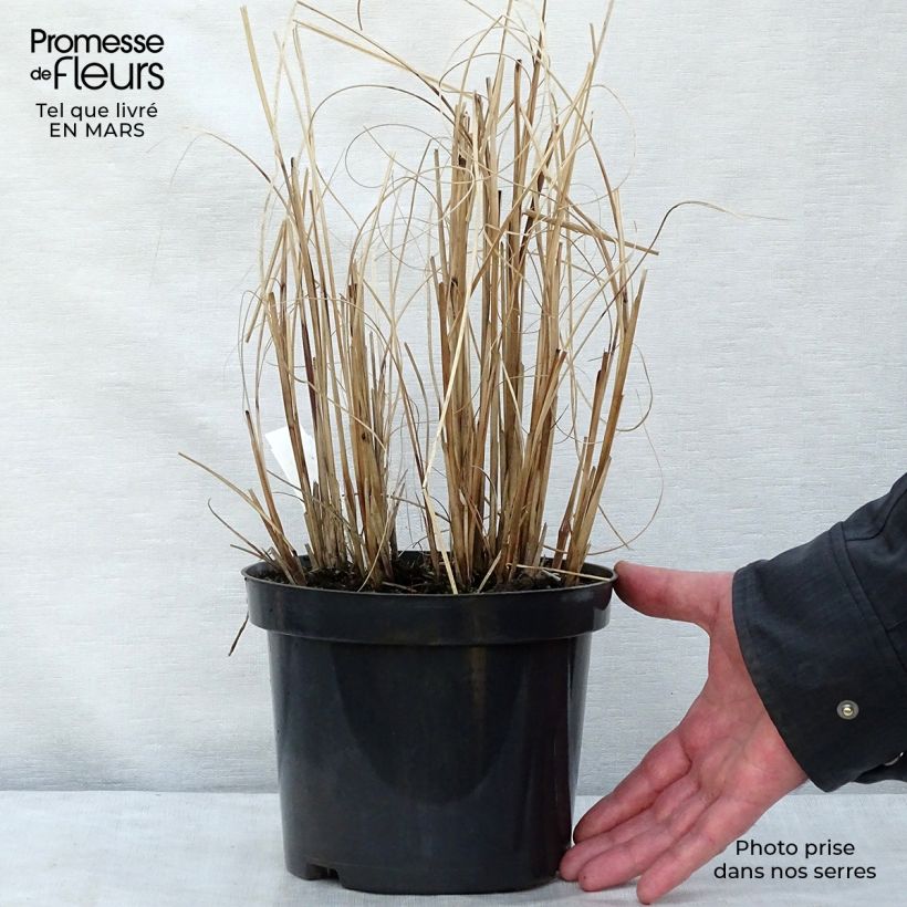 Miscanthus sinensis Morning Light Vaso da 2L/3L esemplare consegnato in inverno