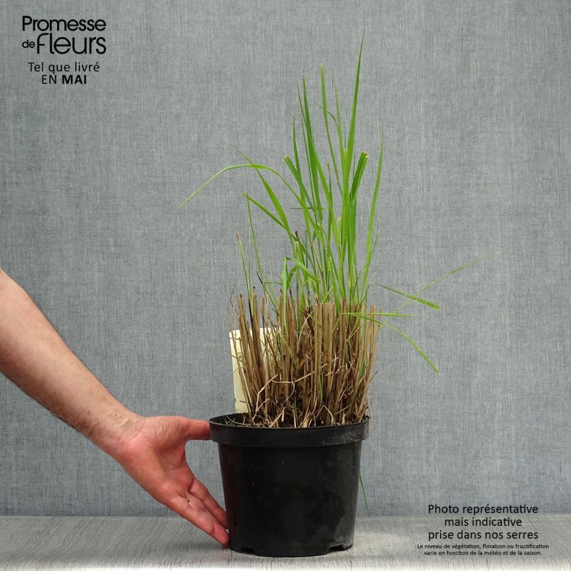 Miscanthus sinensis Morning Light Vaso da 2L/3L esemplare consegnato in primavera