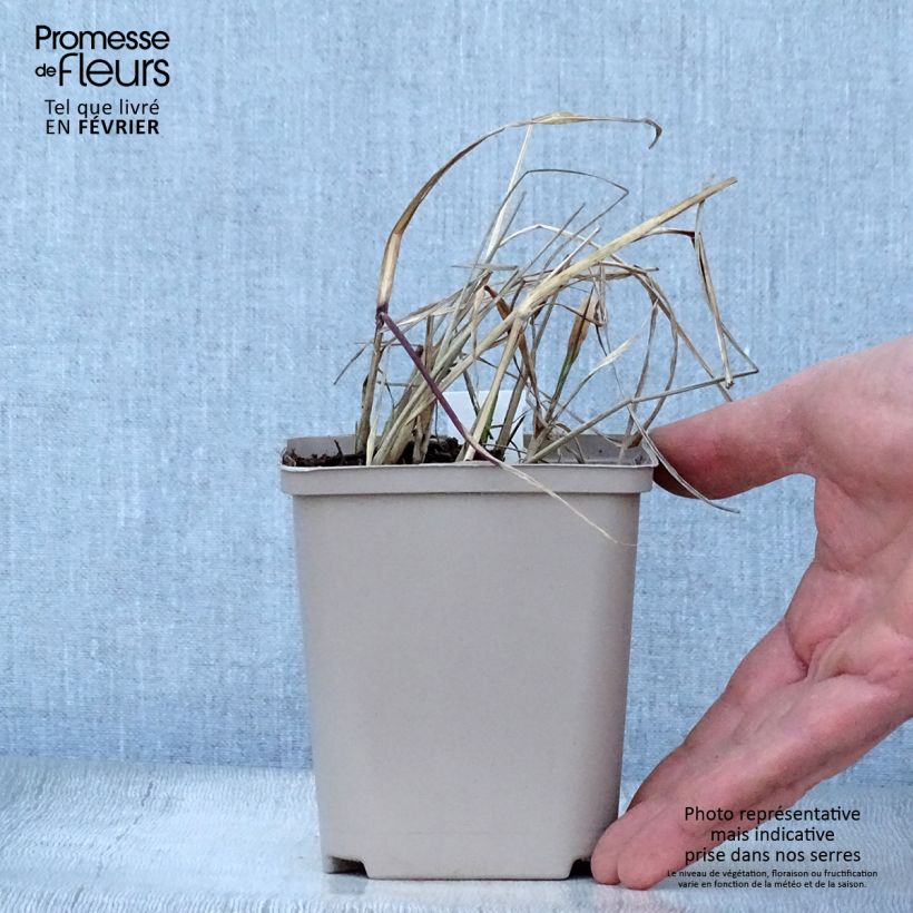 Miscanthus sinensis Nippon Vasetto da 8/9 cm esemplare consegnato in inverno