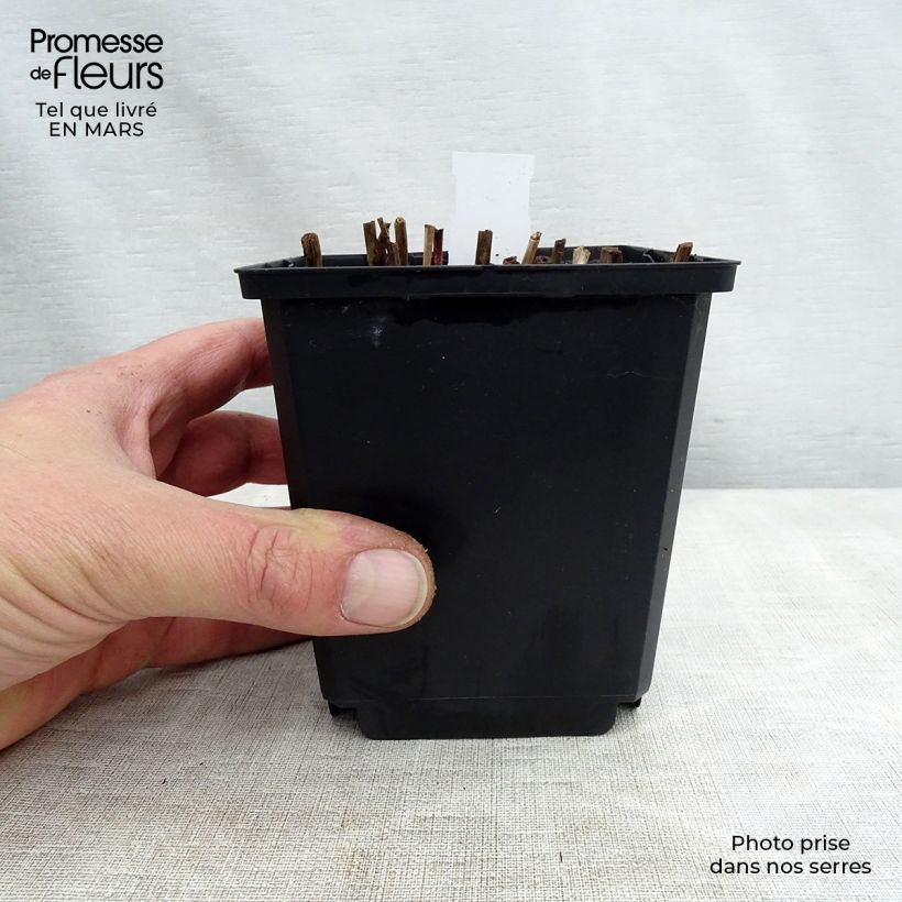 Miscanthus sinensis Nippon Vasetto da 8/9 cm esemplare consegnato in primavera