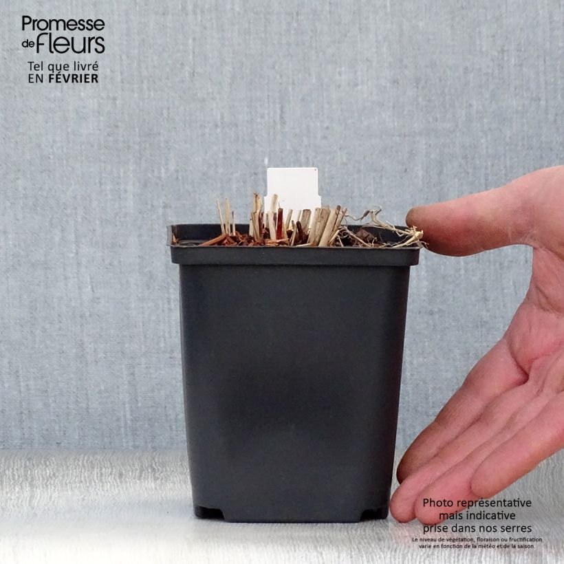 Miscanthus sinensis Purple Fall Vasetto da 8/9 cm esemplare consegnato in inverno