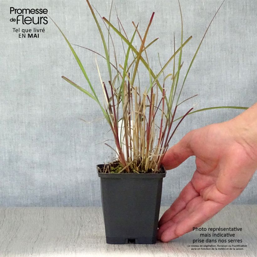 Miscanthus sinensis Purple Fall Vasetto da 8/9 cm esemplare consegnato in primavera