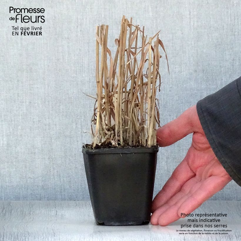 Miscanthus sinensis Purpurascens Vasetto da 8/9 cm esemplare consegnato in inverno