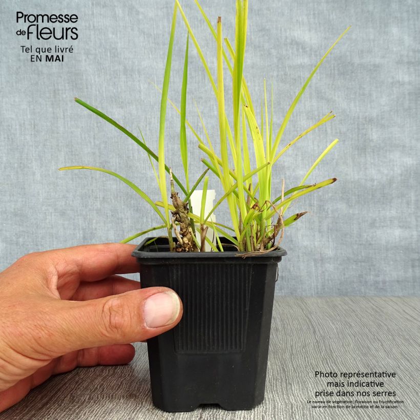 Miscanthus sinensis Purpurascens Vasetto da 8/9 cm esemplare consegnato in primavera