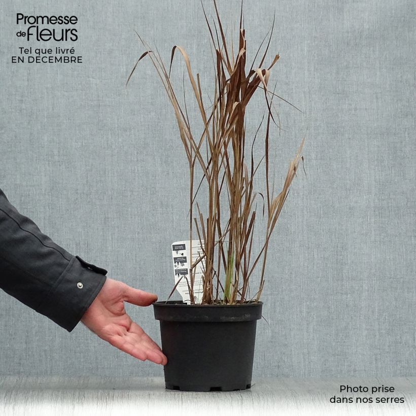 Miscanthus sinensis Purpurascens Vaso da 2L/3L esemplare consegnato in inverno