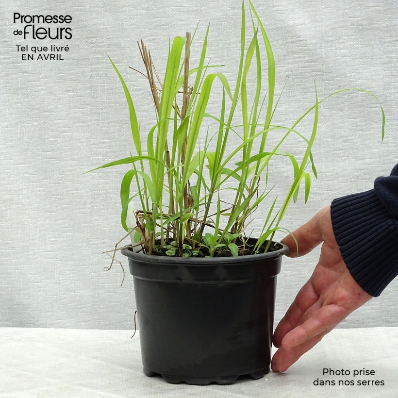 Miscanthus sinensis Purpurascens Vaso da 2L/3L esemplare consegnato in primavera