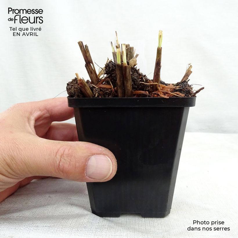 Miscanthus sinensis Red Chief Vasetto da 8/9 cm esemplare consegnato in primavera