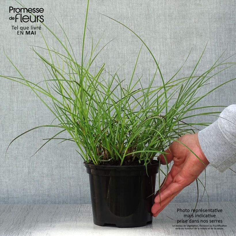 Miscanthus sinensis Red Chief Vaso da 1,5L/2L esemplare consegnato in primavera