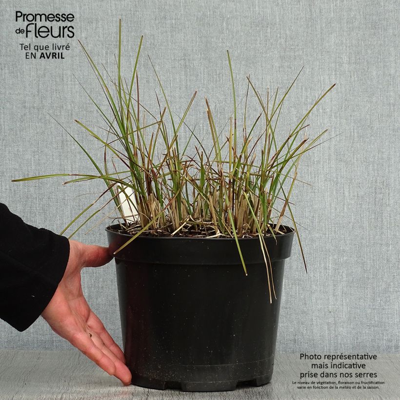 Miscanthus sinensis Red Chief Vaso da 4L/5L esemplare consegnato in primavera