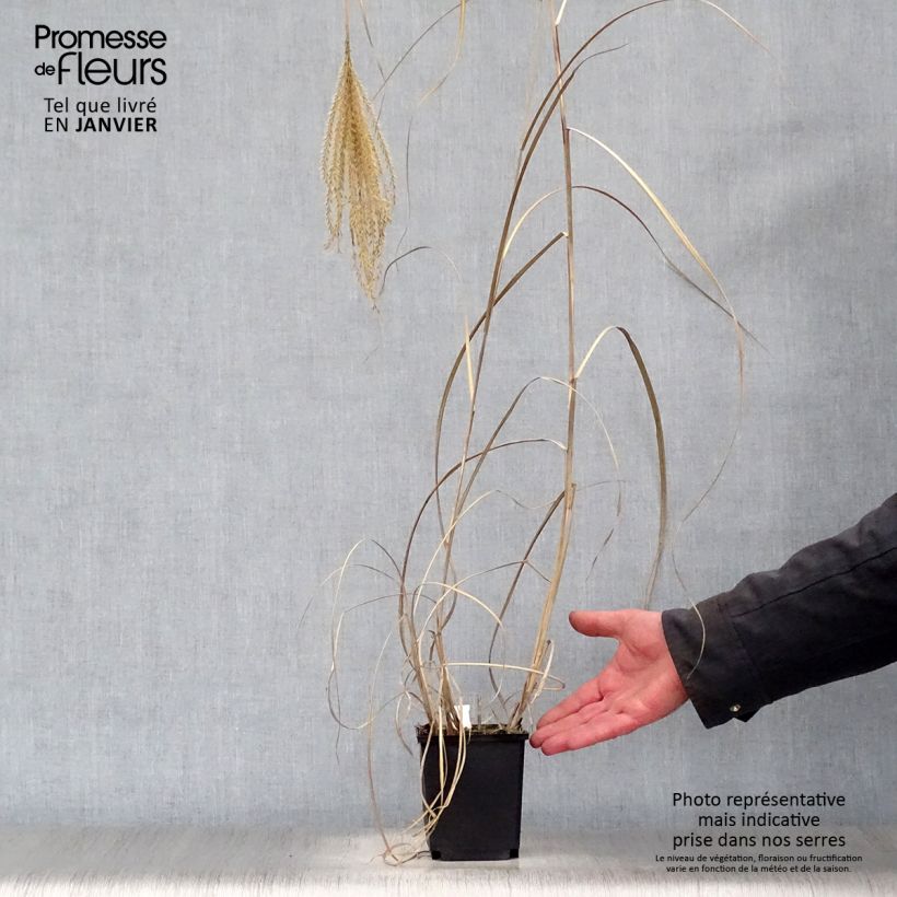 Miscanthus sinensis Rotsilber Vasetto da 8/9 cm esemplare consegnato in inverno