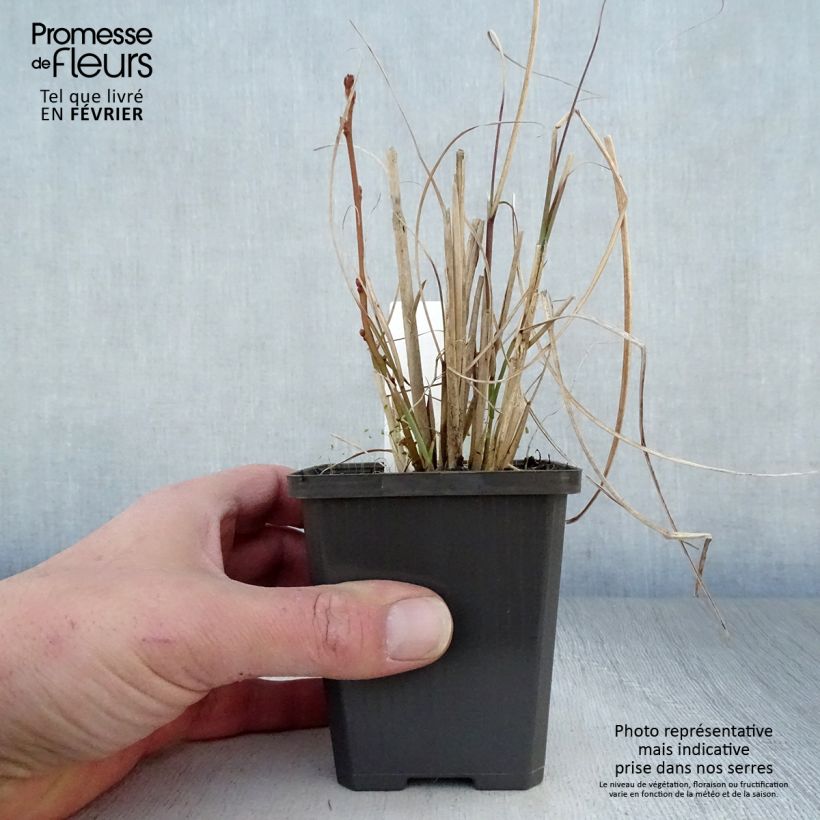 Miscanthus sinensis Sarabande Vasetto da 8/9 cm esemplare consegnato in inverno
