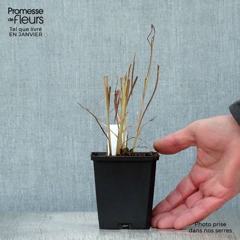 Miscanthus sinensis Silberfeder Vasetto da 8/9 cm esemplare consegnato in inverno