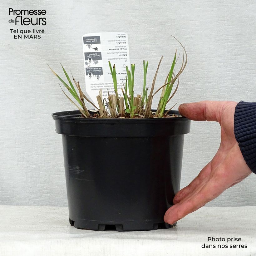 Miscanthus sinensis Silberfeder Vaso da 2L/3L esemplare consegnato in primavera
