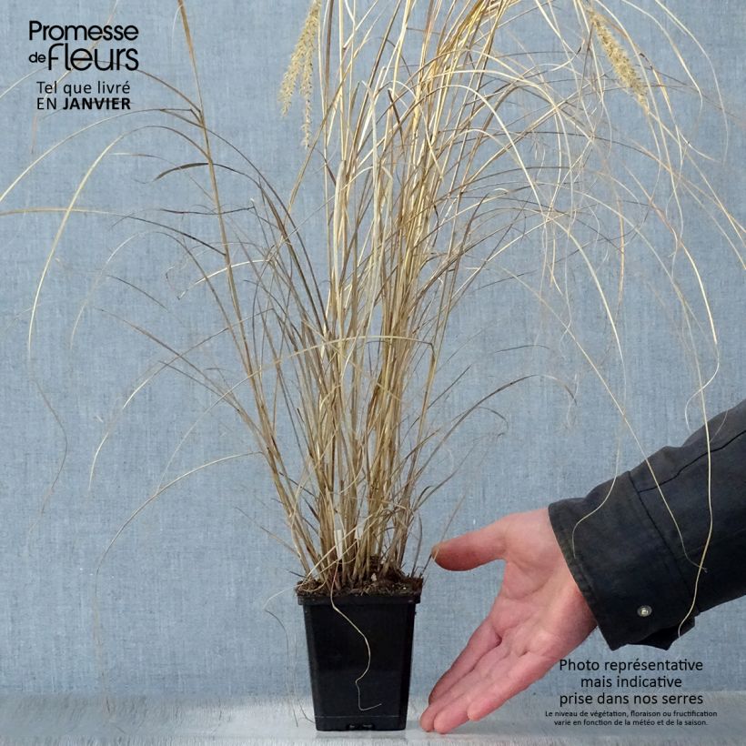 Miscanthus sinensis Silberspinne Vasetto da 8/9 cm esemplare consegnato in inverno
