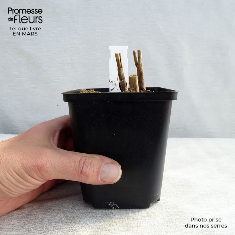 Miscanthus sinensis Sirene Vasetto da 8/9 cm esemplare consegnato in inverno