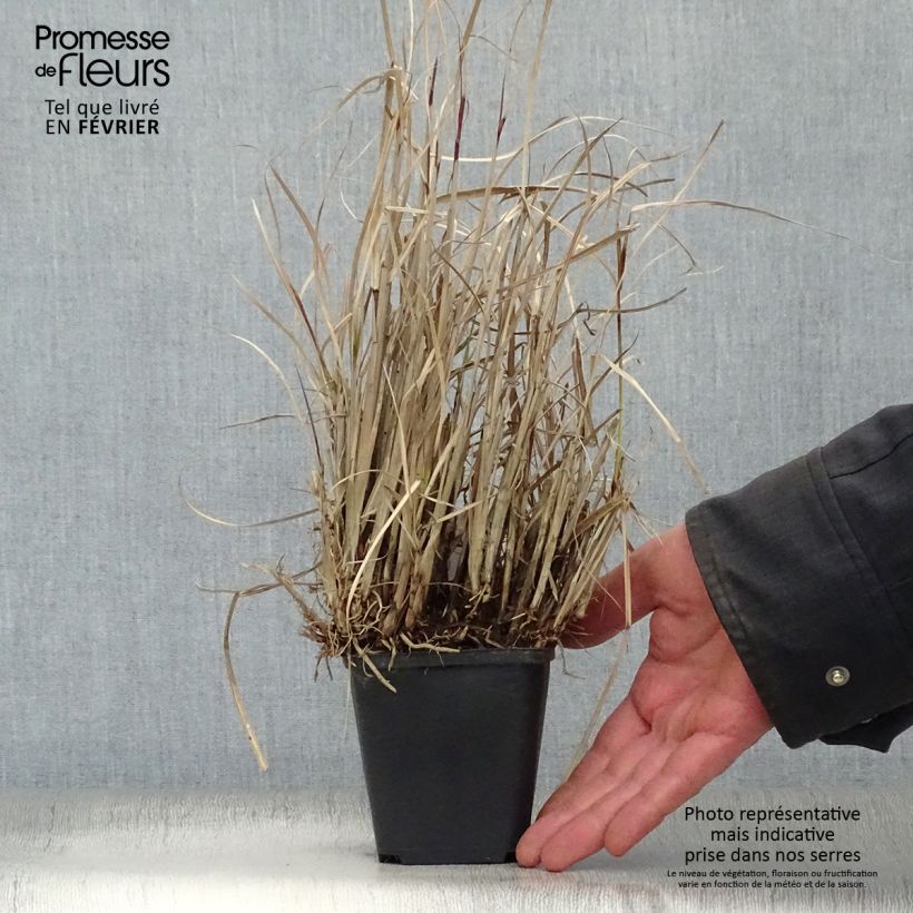 Miscanthus sinensis Strictus Dwarf Vasetto da 8/9 cm esemplare consegnato in inverno