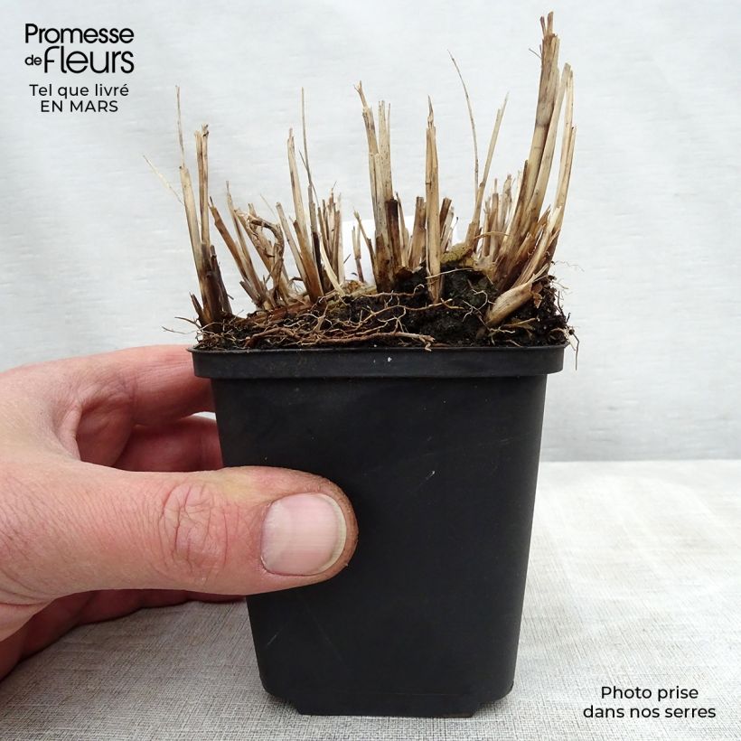 Miscanthus sinensis Strictus Dwarf Vasetto da 8/9 cm esemplare consegnato in primavera
