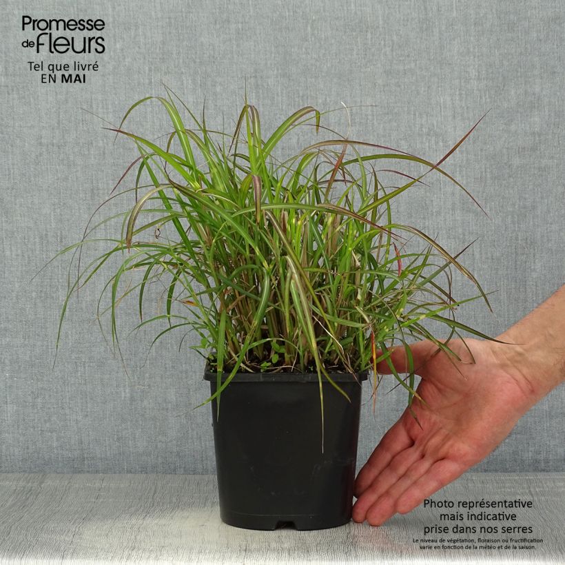 Miscanthus sinensis Strictus Dwarf Vaso da 2L/3L esemplare consegnato in primavera