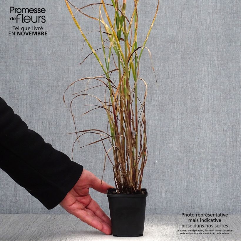 Esemplare di Miscanthus sinensis Strictus Vasetto da 8/9 cm come consegnato in autunno