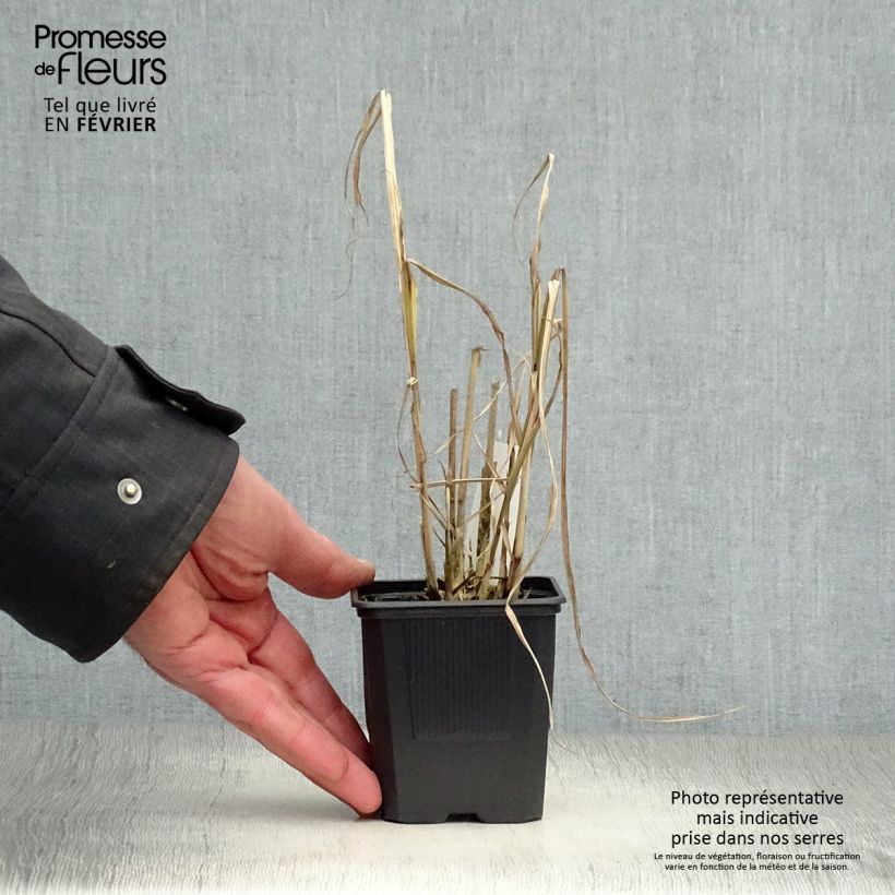 Miscanthus sinensis Variegatus Vasetto da 8/9 cm esemplare consegnato in inverno