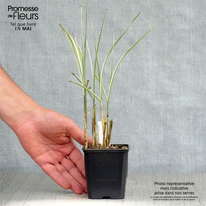 Miscanthus sinensis Variegatus Vasetto da 8/9 cm esemplare consegnato in primavera
