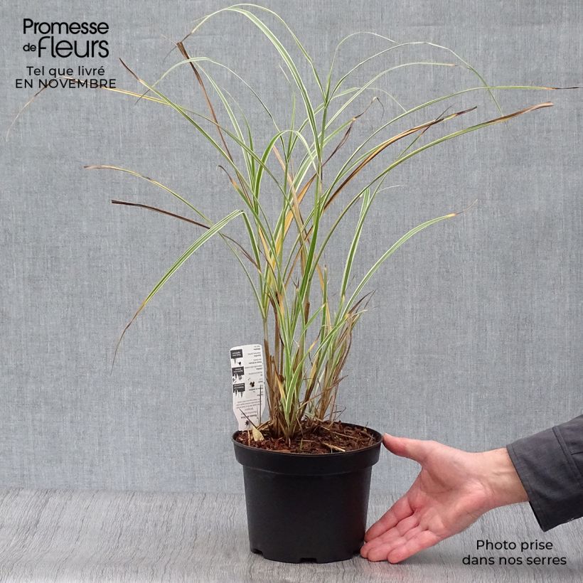 Esemplare di Miscanthus sinensis Variegatus Vaso da 2L/3L come consegnato in autunno