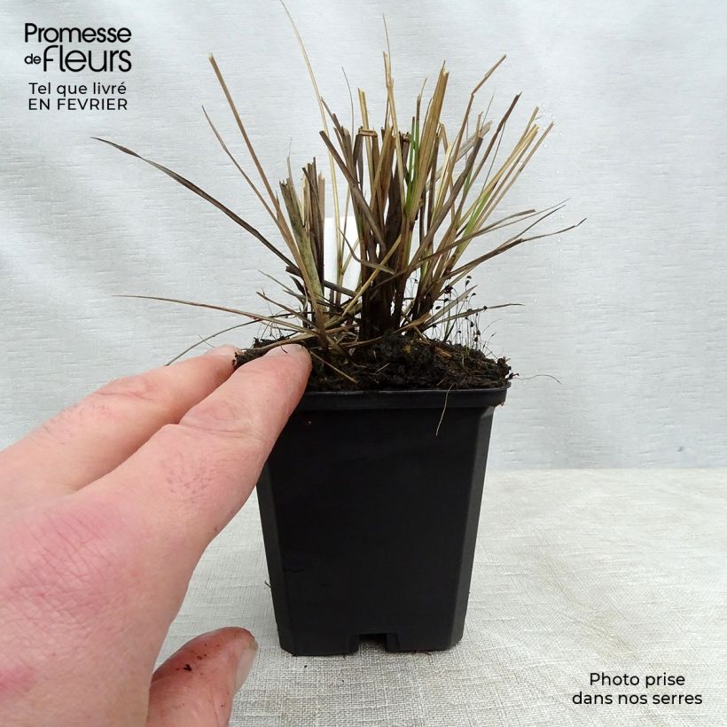 Miscanthus sinensis Yaku-Jima Vasetto da 8/9 cm esemplare consegnato in inverno