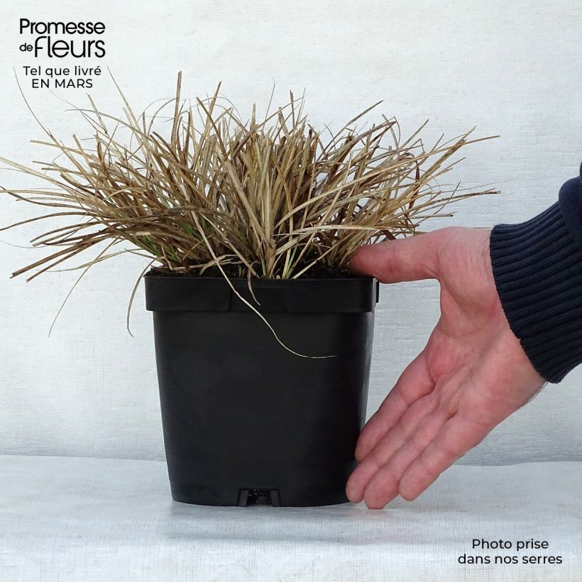 Miscanthus sinensis Yaku-Jima Vaso da 2L/3L esemplare consegnato in primavera