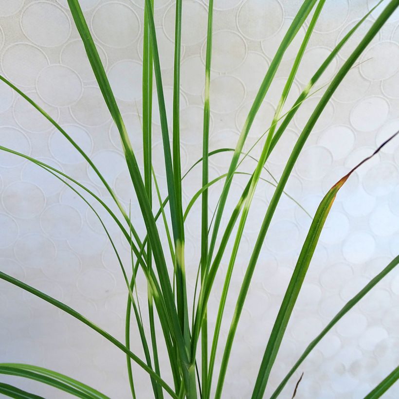 Miscanthus sinensis Zebrinus (Fogliame)