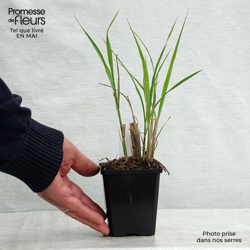Miscanthus sinensis Zebrinus Vasetto da 8/9 cm esemplare consegnato in primavera