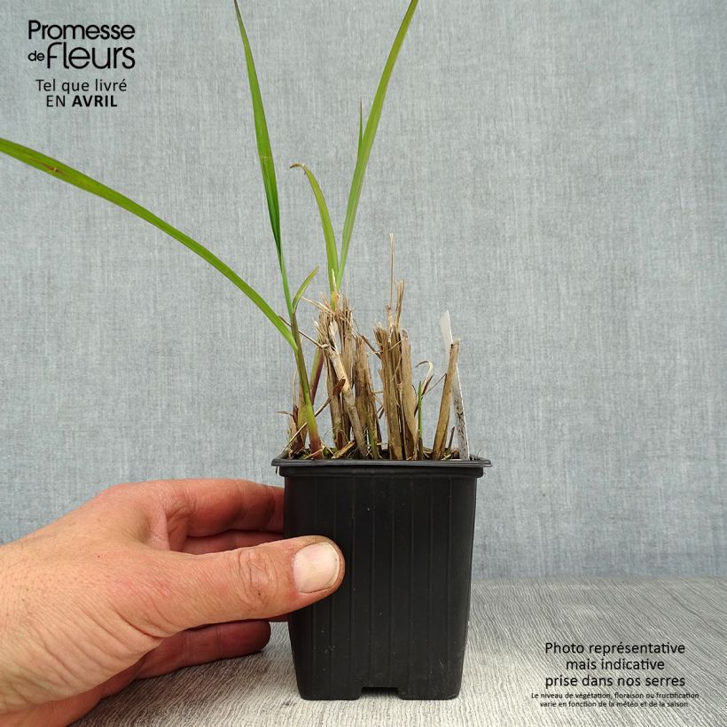 Miscanthus transmorrisonensis Vasetto da 8/9 cm esemplare consegnato in primavera
