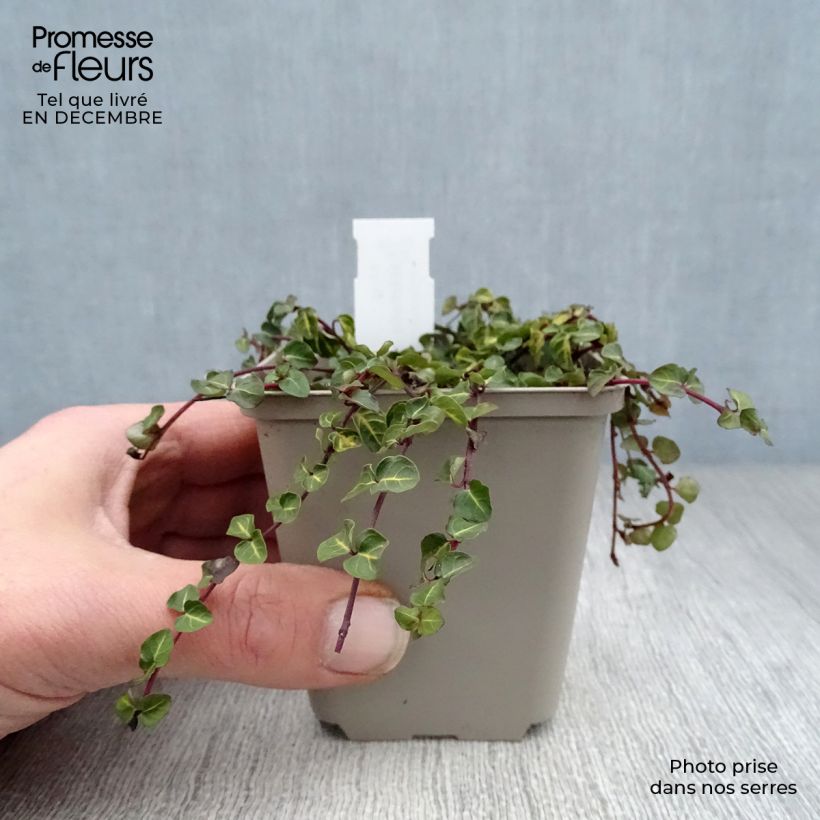 Mitchella repens Vasetto da 8/9 cm esemplare consegnato in inverno