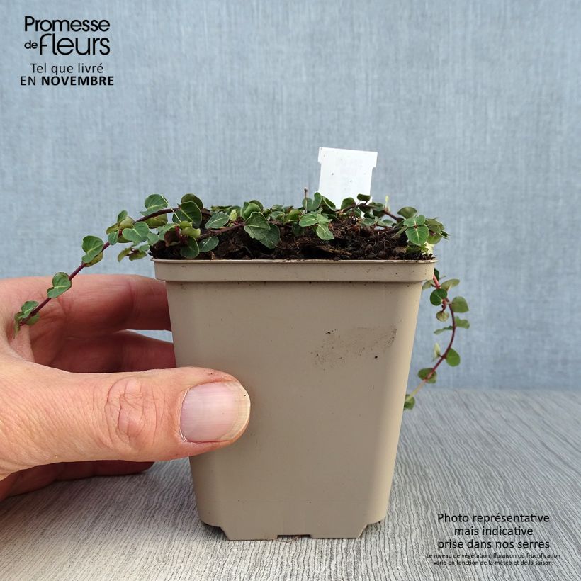 Esemplare di Mitchella repens Vasetto da 8/9 cm come consegnato in autunno