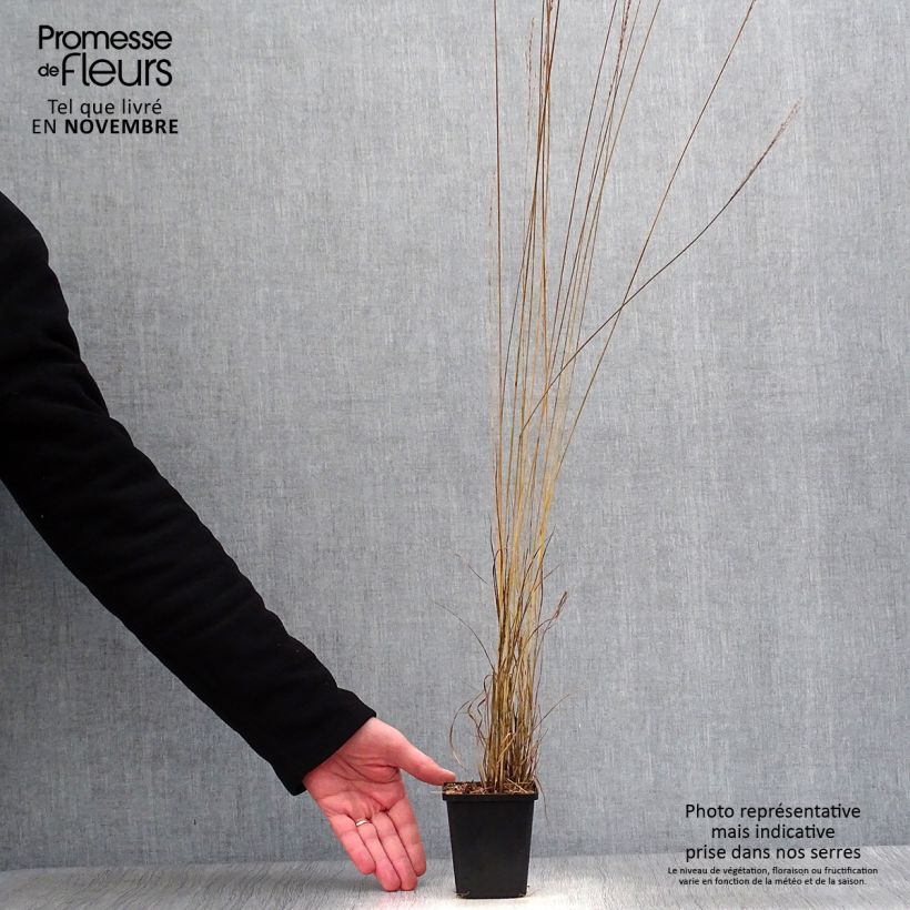 Esemplare di Molinia caerulea Edith Dudszus Vasetto da 8/9 cm come consegnato in autunno